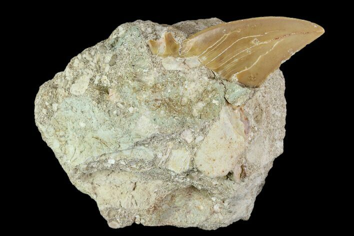 Otodus Shark Tooth Fossil in Rock - Eocene #111059